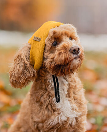 Accessoires pour chien