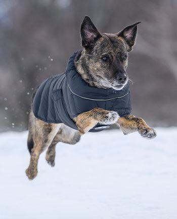 Vestes & manteaux pour chien