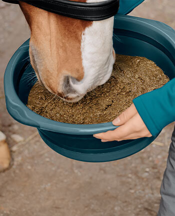 Alimentation pour chevaux