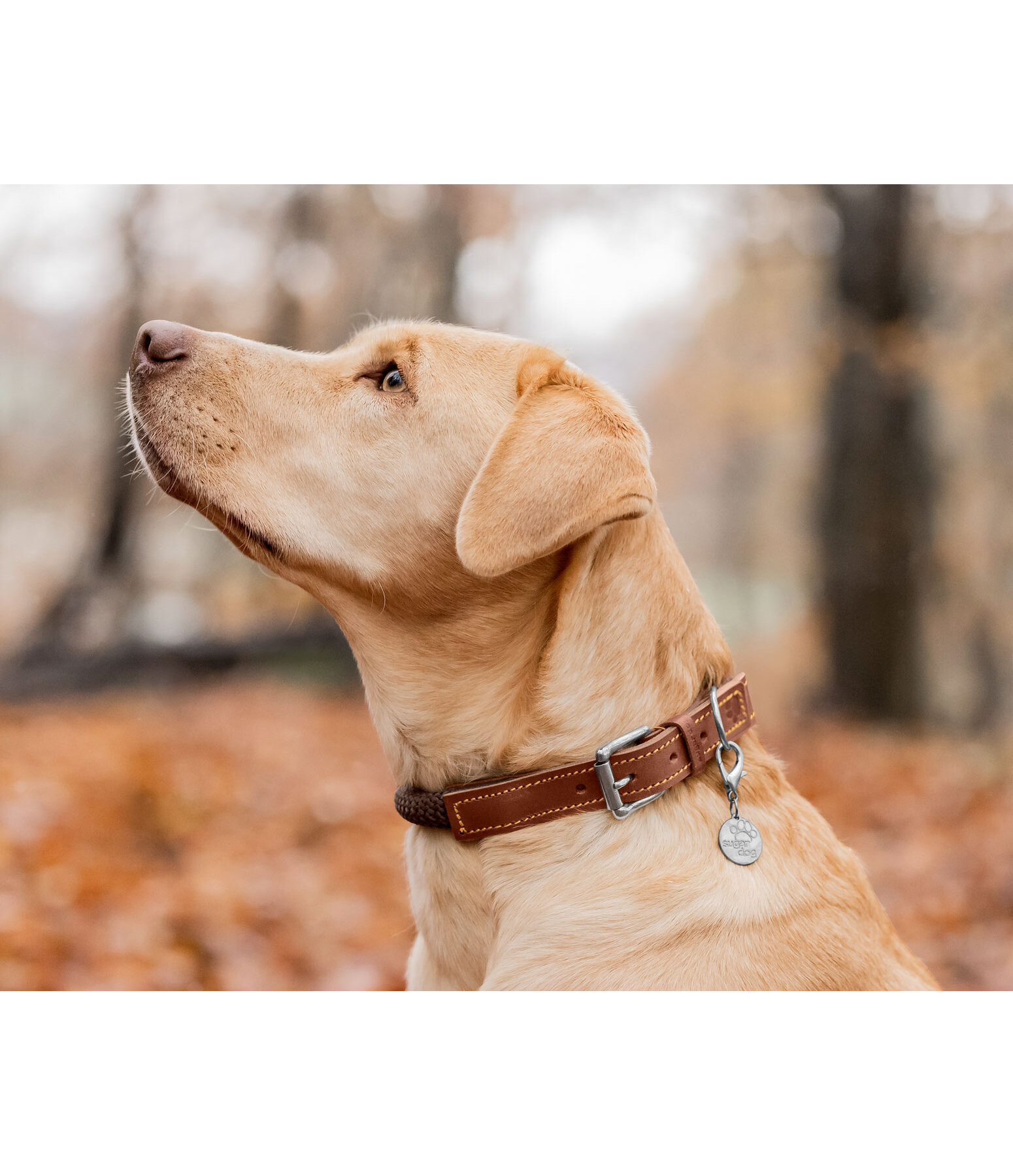 Collier pour chien  Nature Rope