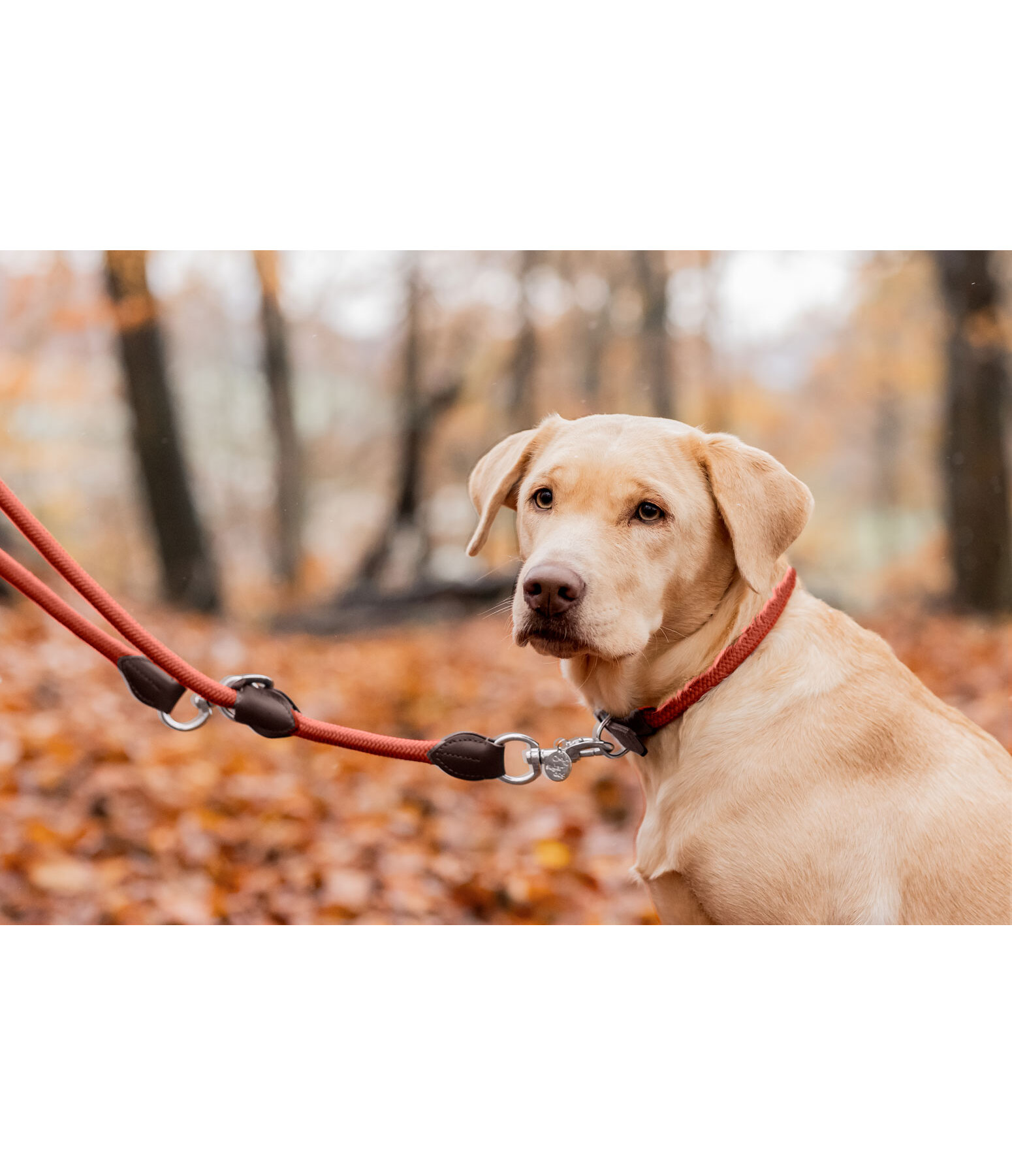 Laisse pour chien  Nature Rope