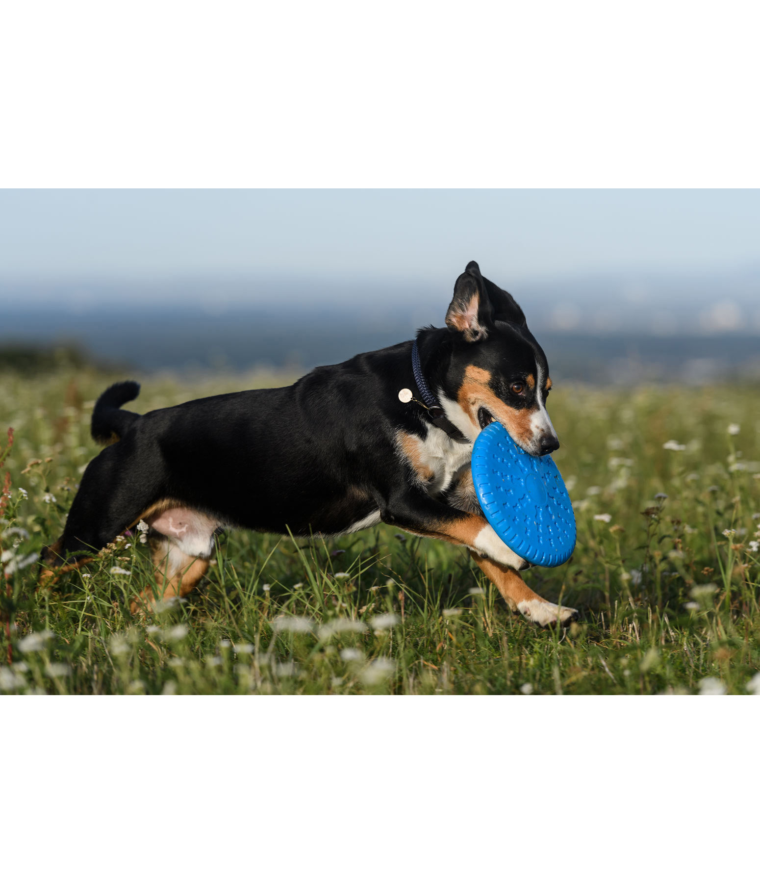 Frisbee pour chien Runaway - Chien - Kramer Equitation