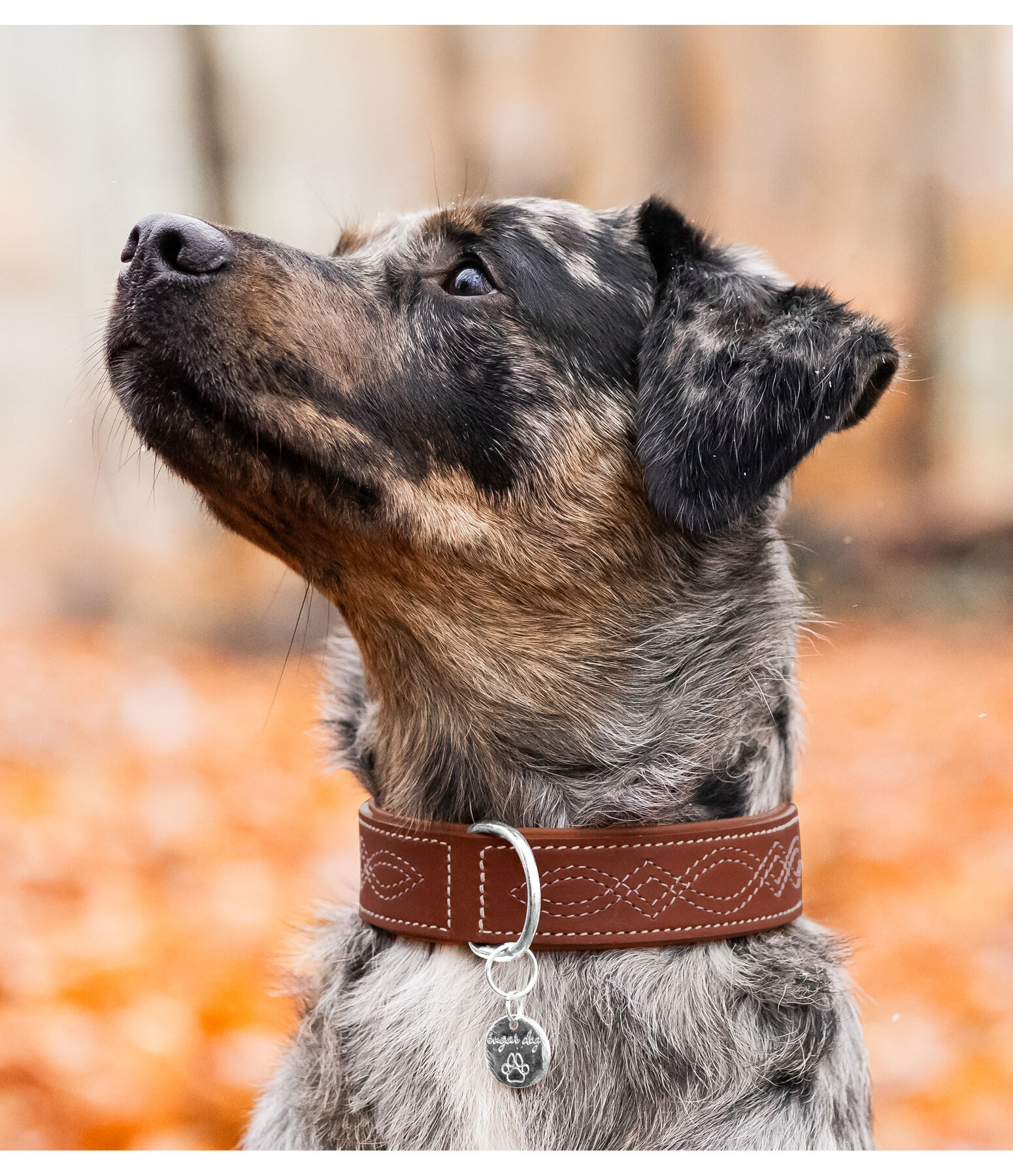 Collier en cuir pour chien  Livorno