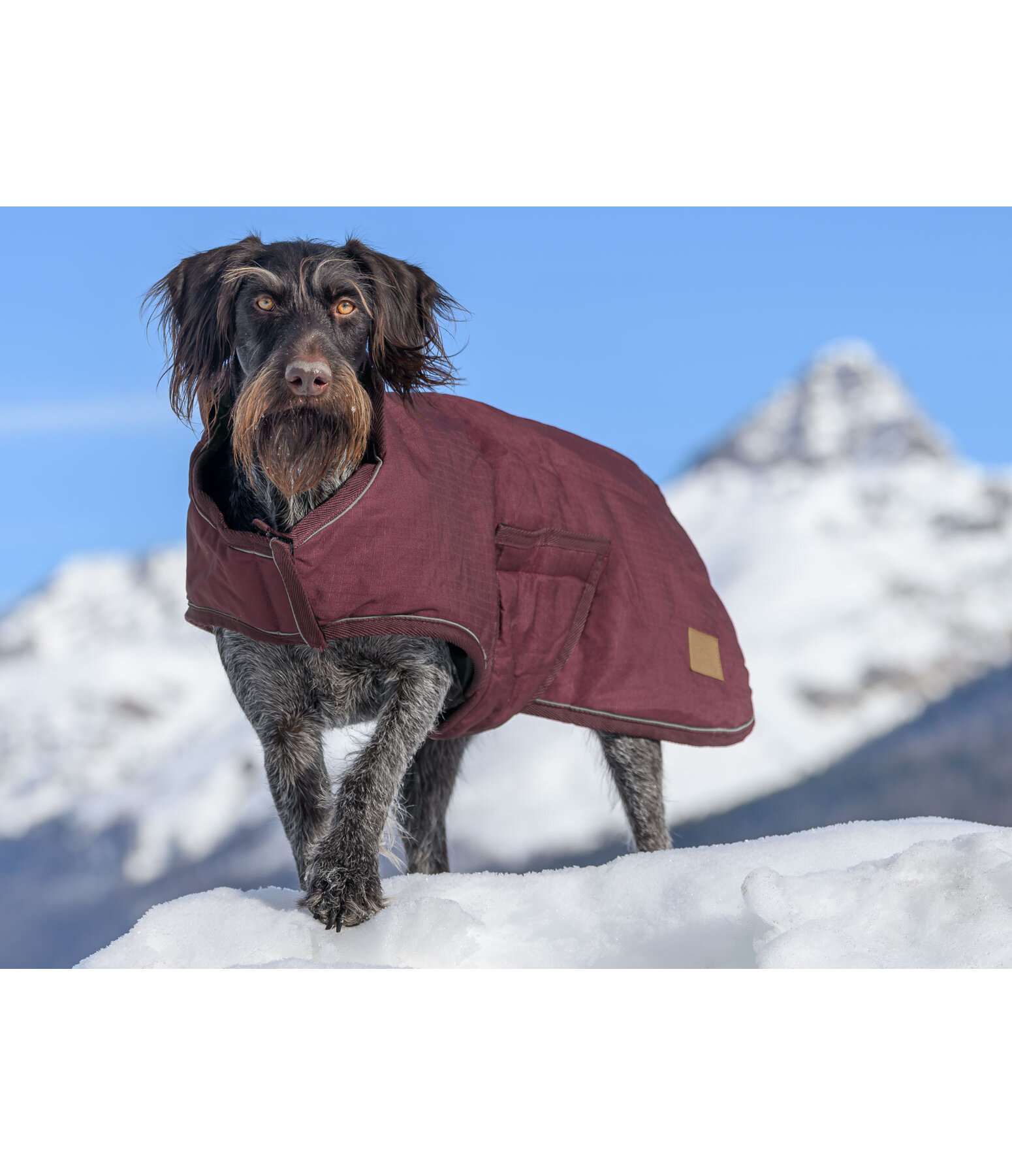 Manteau d'hiver pour chien  Beaver Creek, 400 g