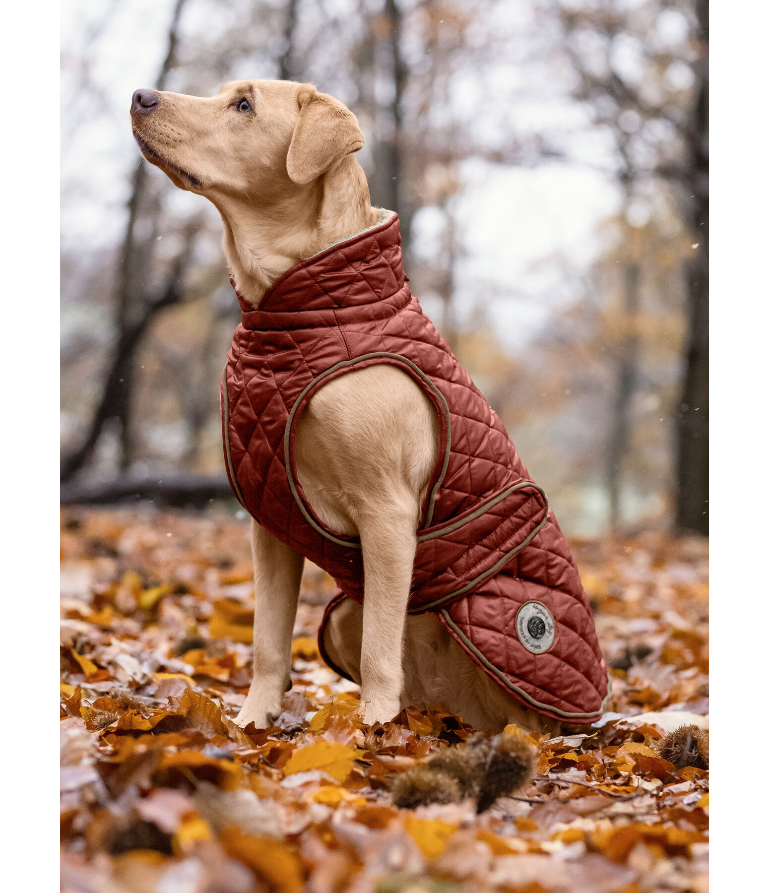 Manteau avec doublure en polaire Teddy pour chien  Archie, 160 g