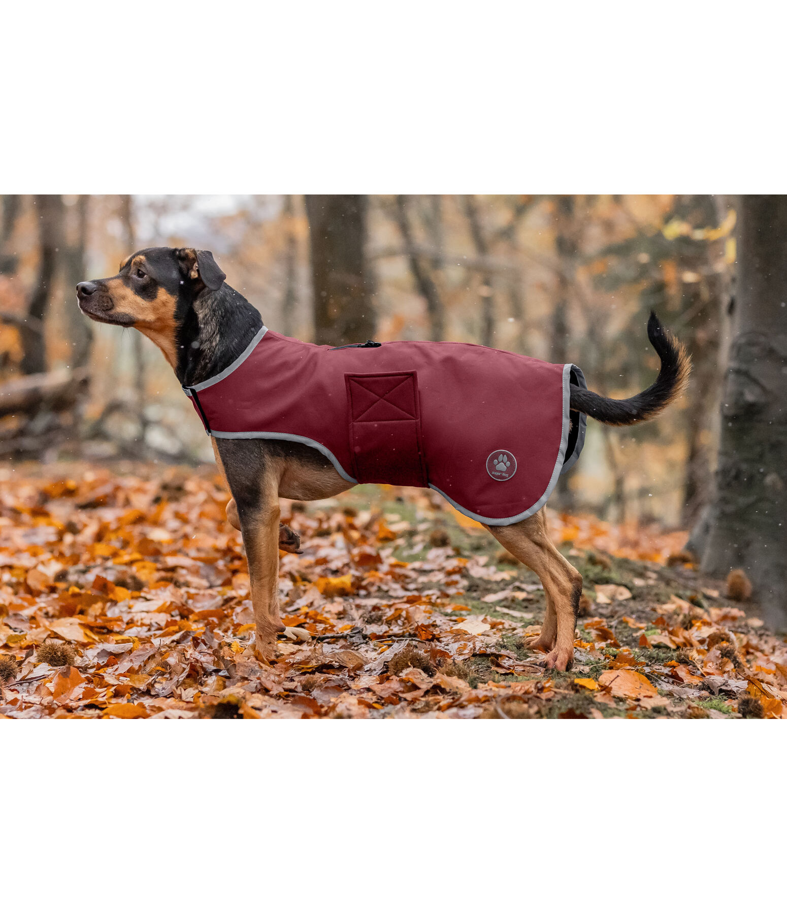 Manteau de randonne en softshell pour chien  Athlete, 0 g