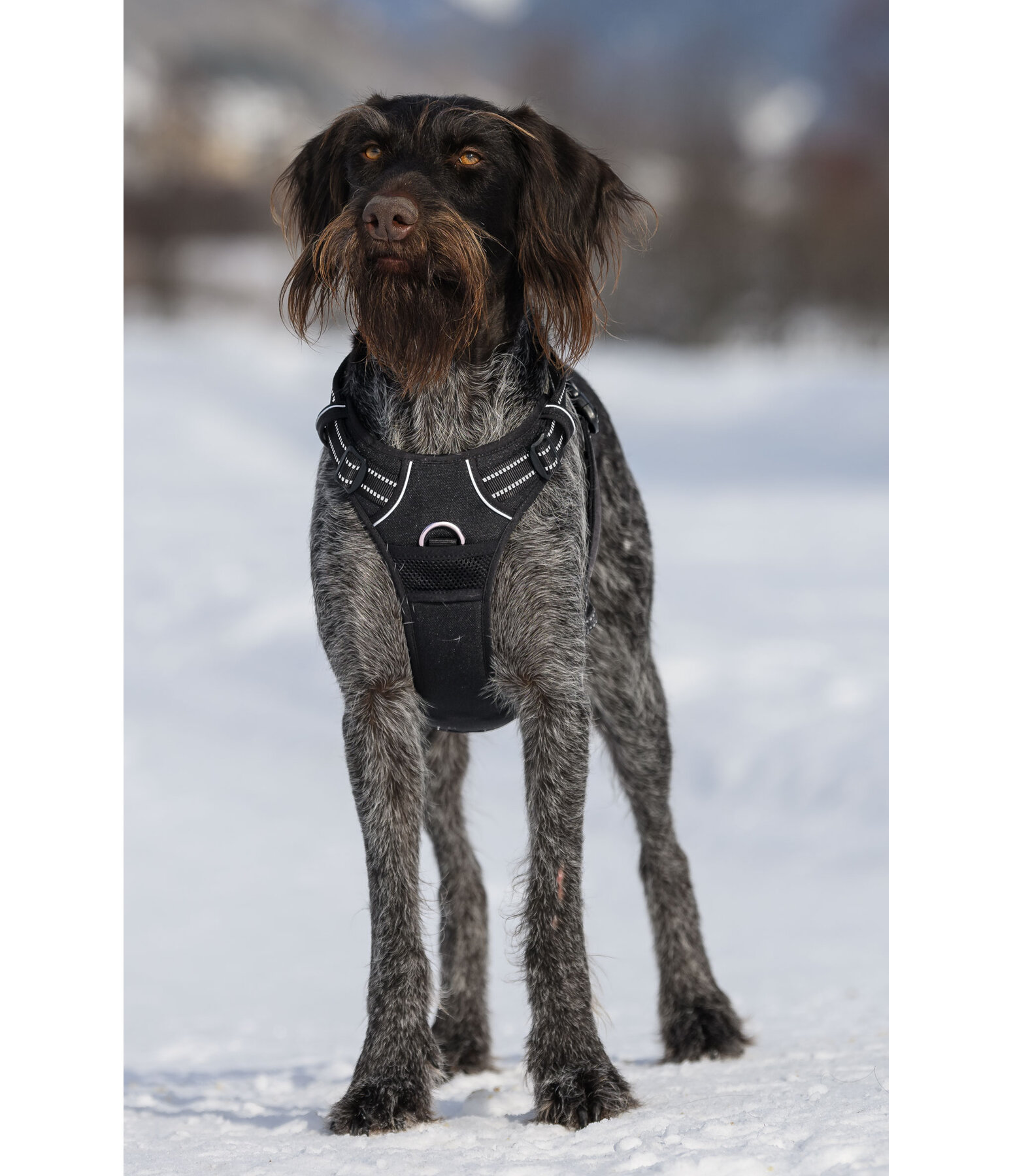 Harnais pour chien  Expedition