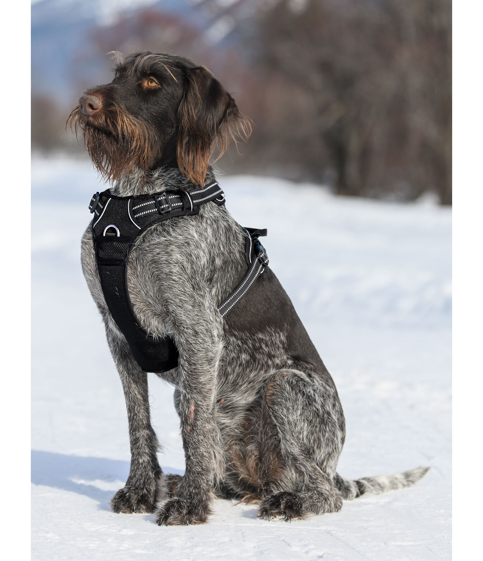 Harnais pour chien  Expedition