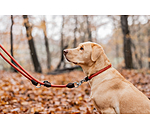 Collier pour chien  Nature Rope