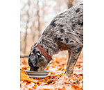 Collier en cuir pour chien  Livorno