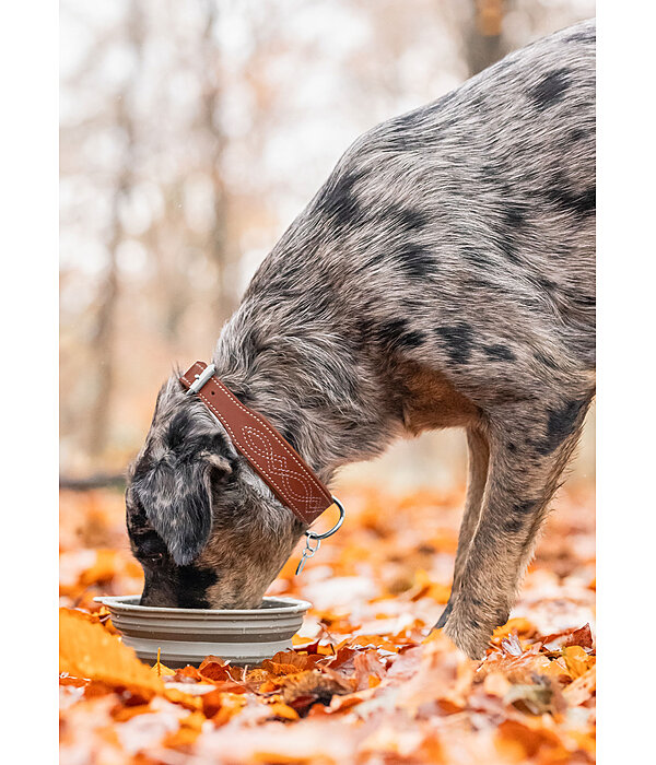 Collier en cuir pour chien  Livorno