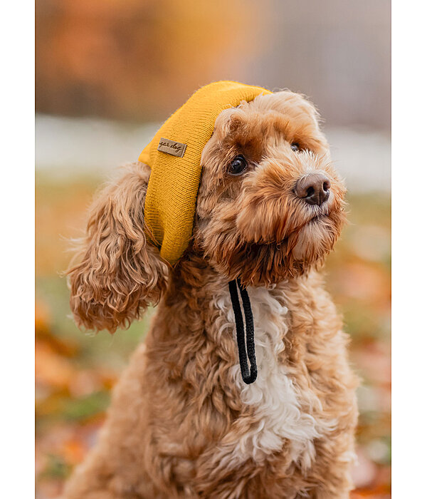 Bonnet pour chien  Evin